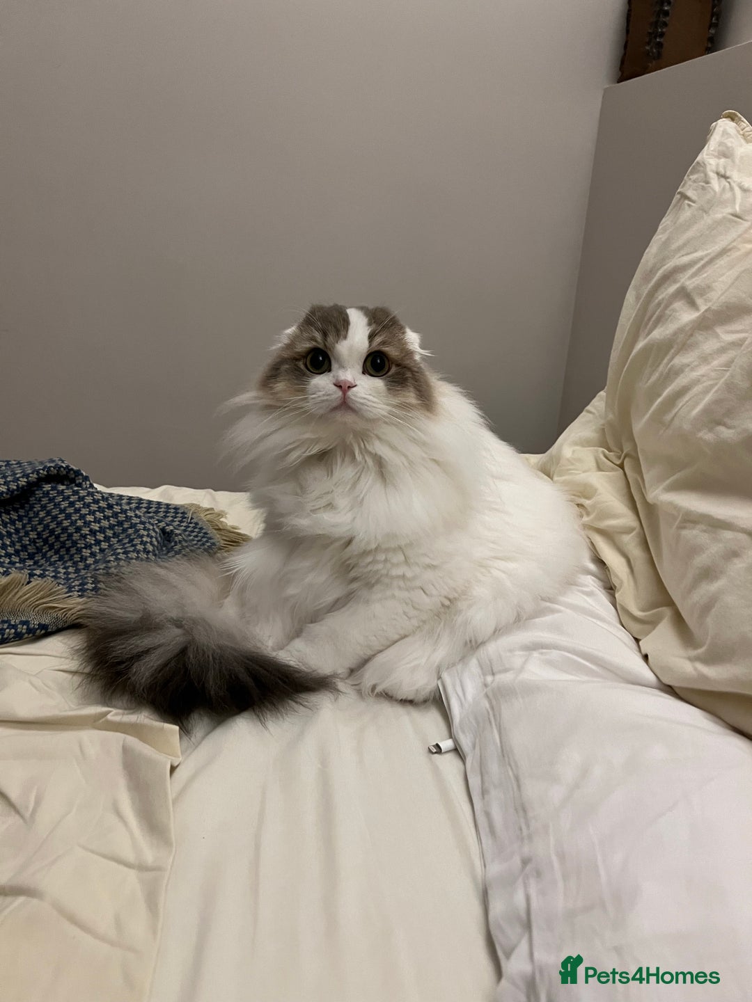 Scottish Fold cats for sale: Beautiful Scottish Fold Girl - Advert 3