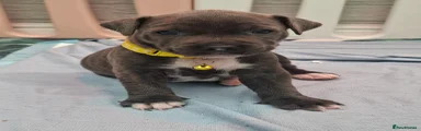 Staffordshire Bull Terrier Puppy 4