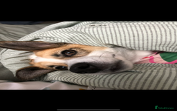 Mixed Breed dogs for sale: Poppy - Image 2