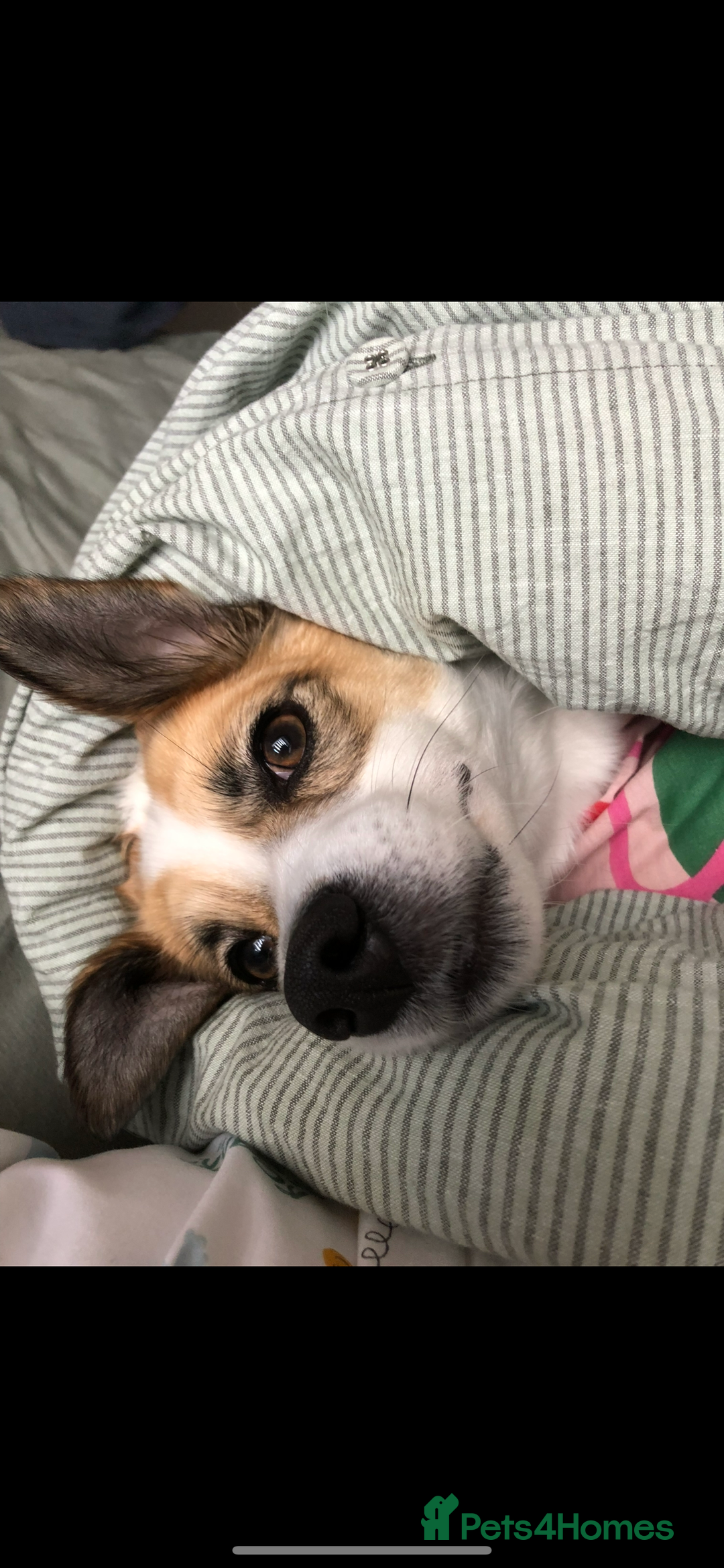 Mixed Breed dogs for sale: Poppy - Image 2