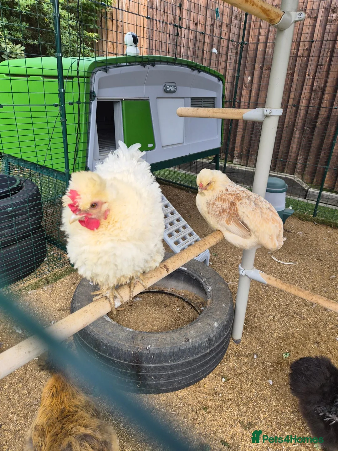 Chickens poultry for sale: X2 laying hens  - Advert 4