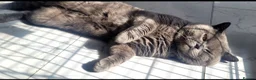 British Shorthair cats for sale: British blue shorthair male pure pedigree - Advert 3