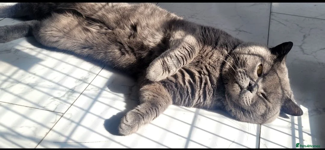 British Shorthair cats for sale: British blue shorthair male pure pedigree - Advert 3