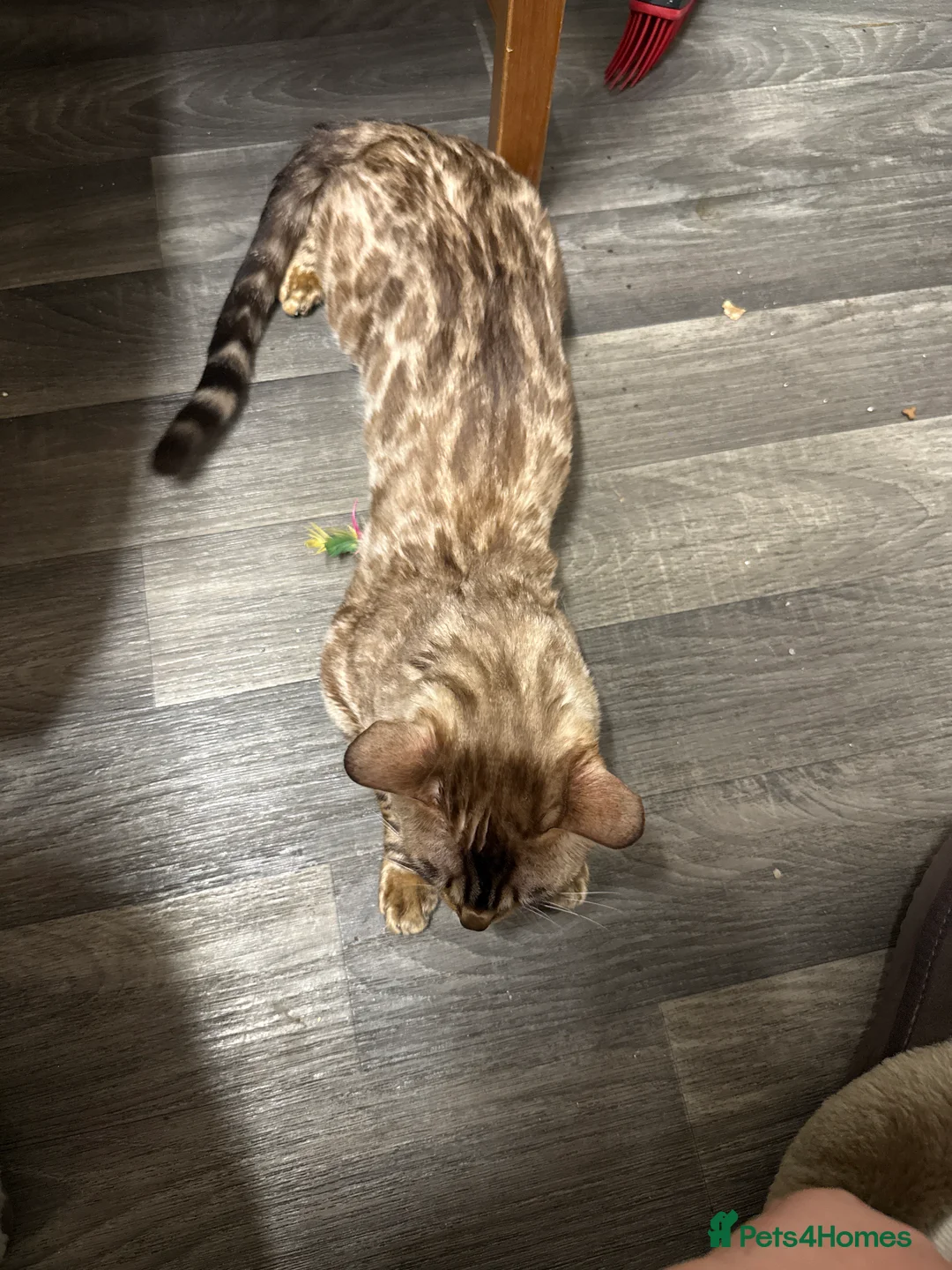 Bengal cats for sale: Beautiful Bengal Girl  - Advert 5