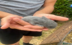 Mini Lop rabbits for sale: 🩶pure MINI lop🩶 - Image 7