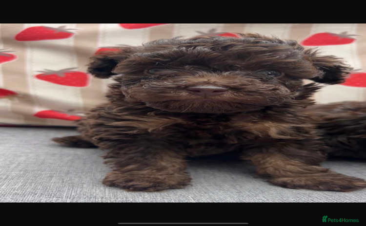 Toy Poodle dogs - Advert 2