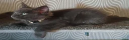 Maine Coon cats for sale: Tica registered DNA tested parents poly Maine Coon - Advert 18