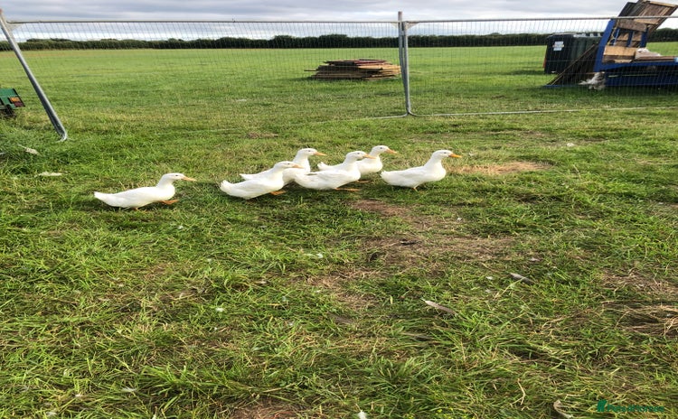 Ducks poultry - Advert 2