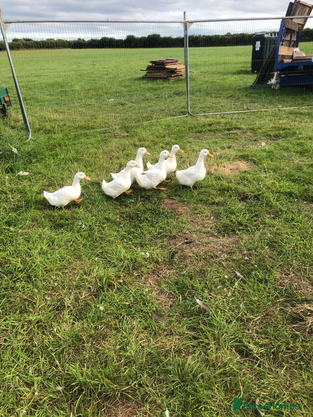 Ducks poultry for sale: FERTILE AYLESBURY DUCK EGGS - Image 1