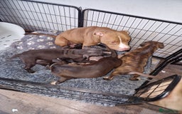 Mixed Breed dogs for sale: Presa/American Johnson bulldog - Image 37