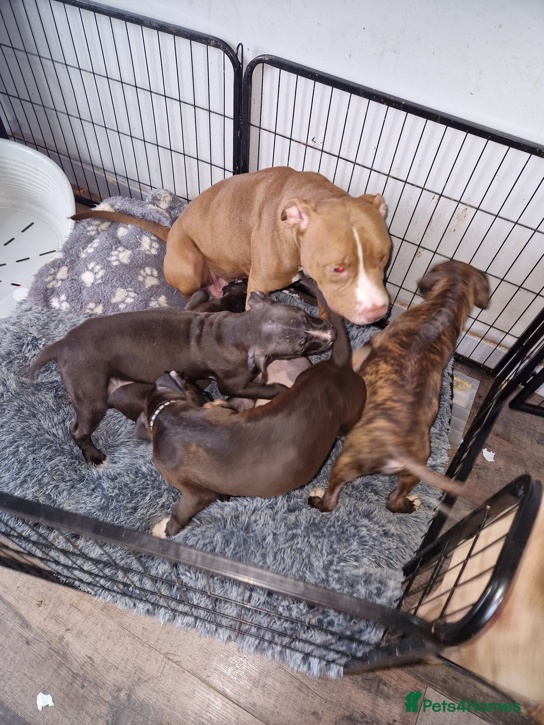 Mixed Breed dogs for sale: Presa/American Johnson bulldog - Image 37