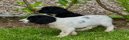 Cocker Spaniel dogs for sale: Working Cocker & Cocker Poo Puppies - Advert 20