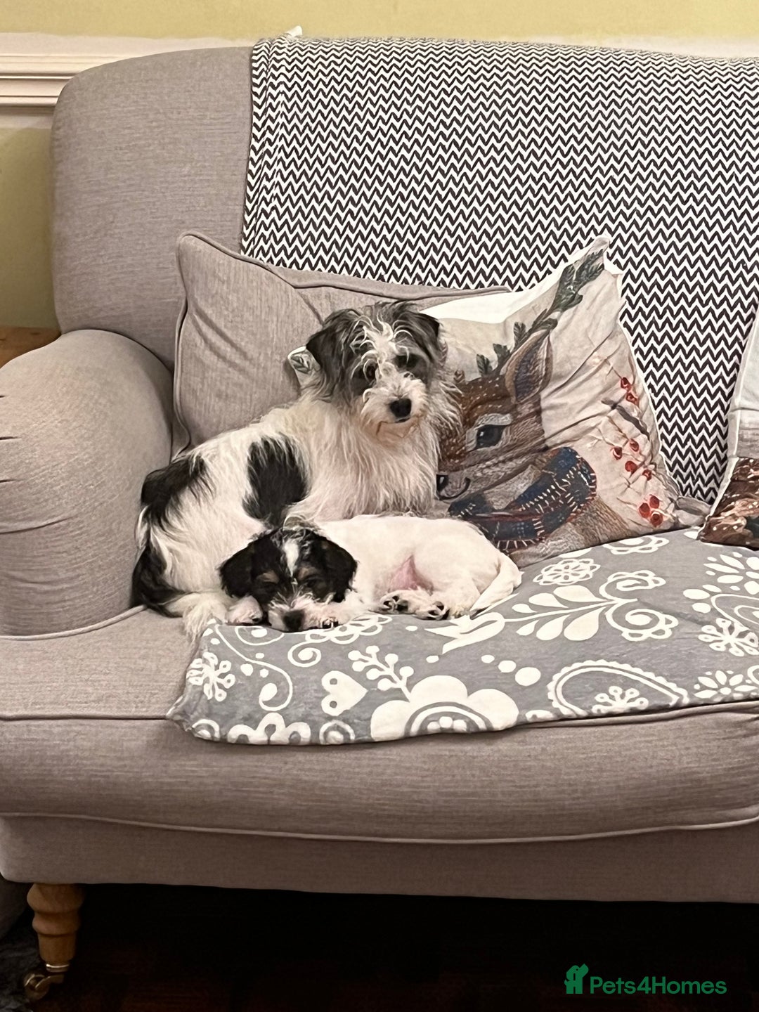 Jack Russell dogs for sale: Patchy 8 week old male broken coat terrier  - Advert 2