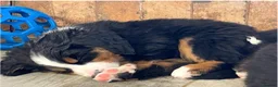 Bernese Mountain Dog dogs for sale: Kc Registered Bernese mountain pups in Manchester - Advert 8