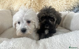 Mixed Breed dogs for sale: Schnoodle puppies for sale  - Image 15
