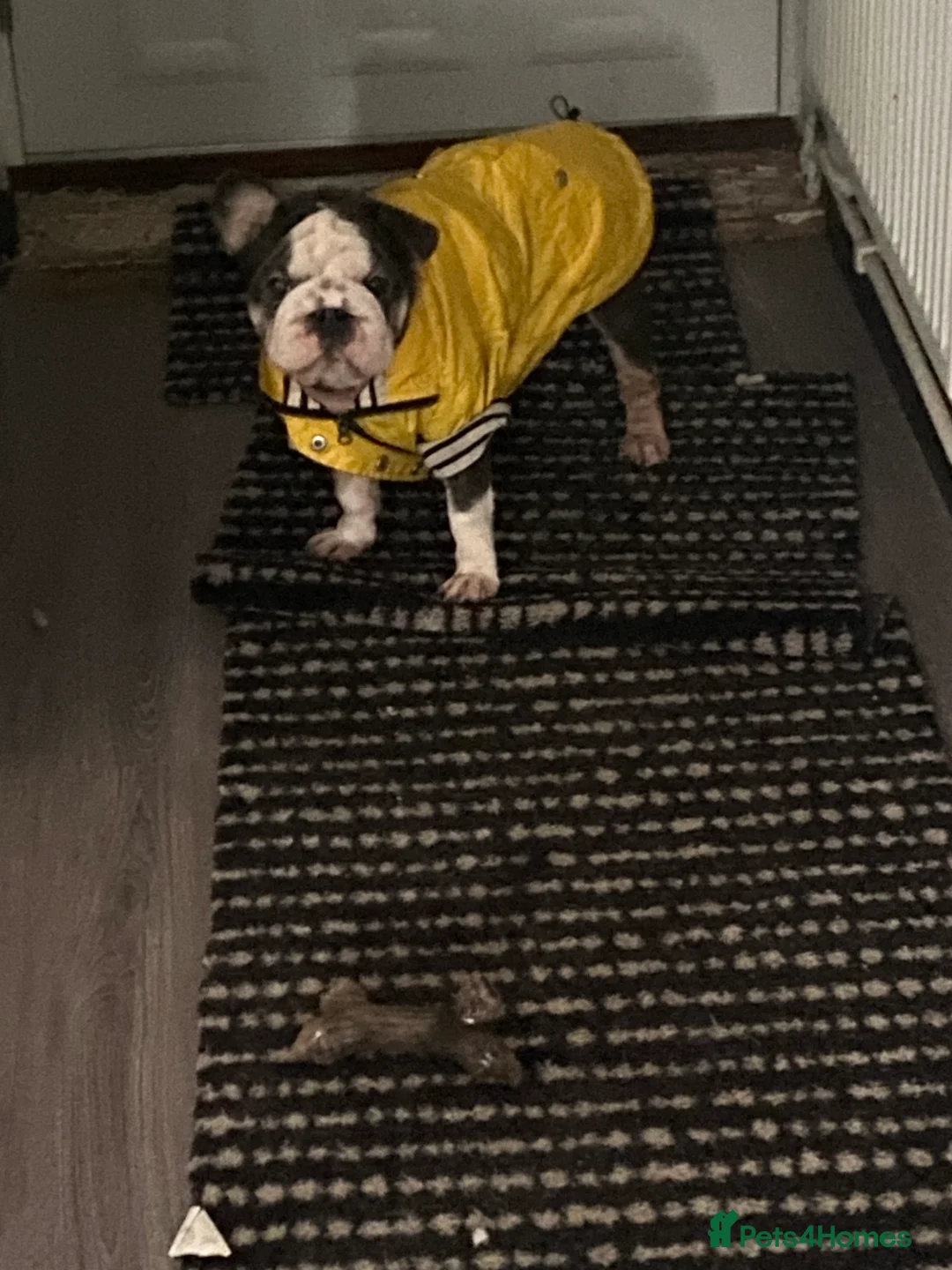 Mixed Breed dogs for sale: FRENCHIES x ENGLISH BULLDOGS - Advert 5