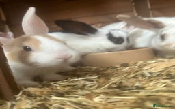New Zealand rabbits for sale: New Zealand rabbit - Image 6