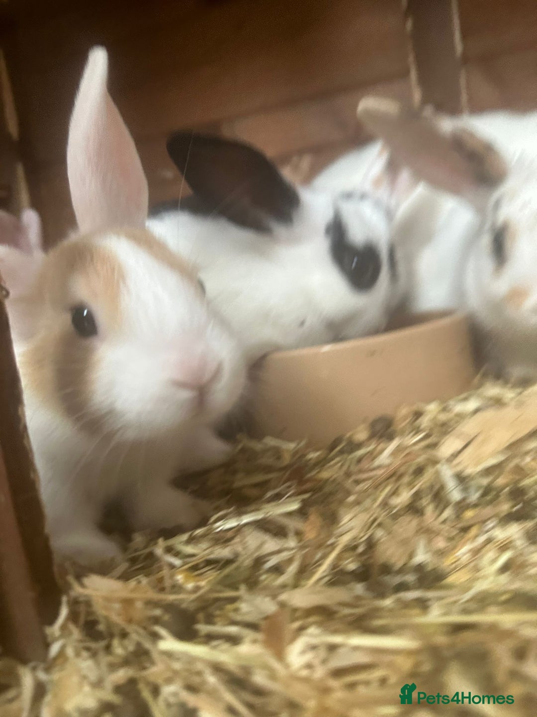 New Zealand rabbits for sale: New Zealand rabbit - Image 6