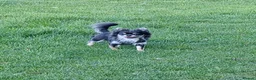 Chihuahua dogs for stud: For Stud - Advert 9