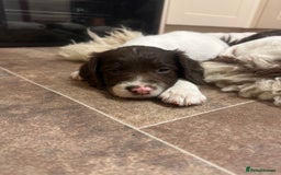 English Springer Spaniel dogs for sale: KC SPRINGER SPANIELS  - Image 7
