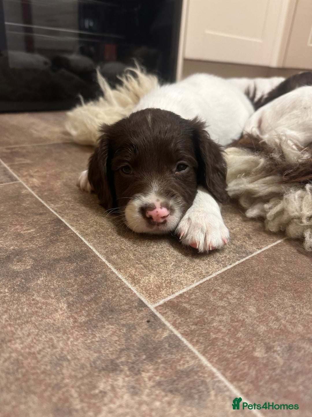 English Springer Spaniel dogs for sale: KC SPRINGER SPANIELS  - Image 7