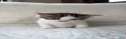 Mixed Breed cats for sale: 4 adorable kittens for sale  - Advert 12