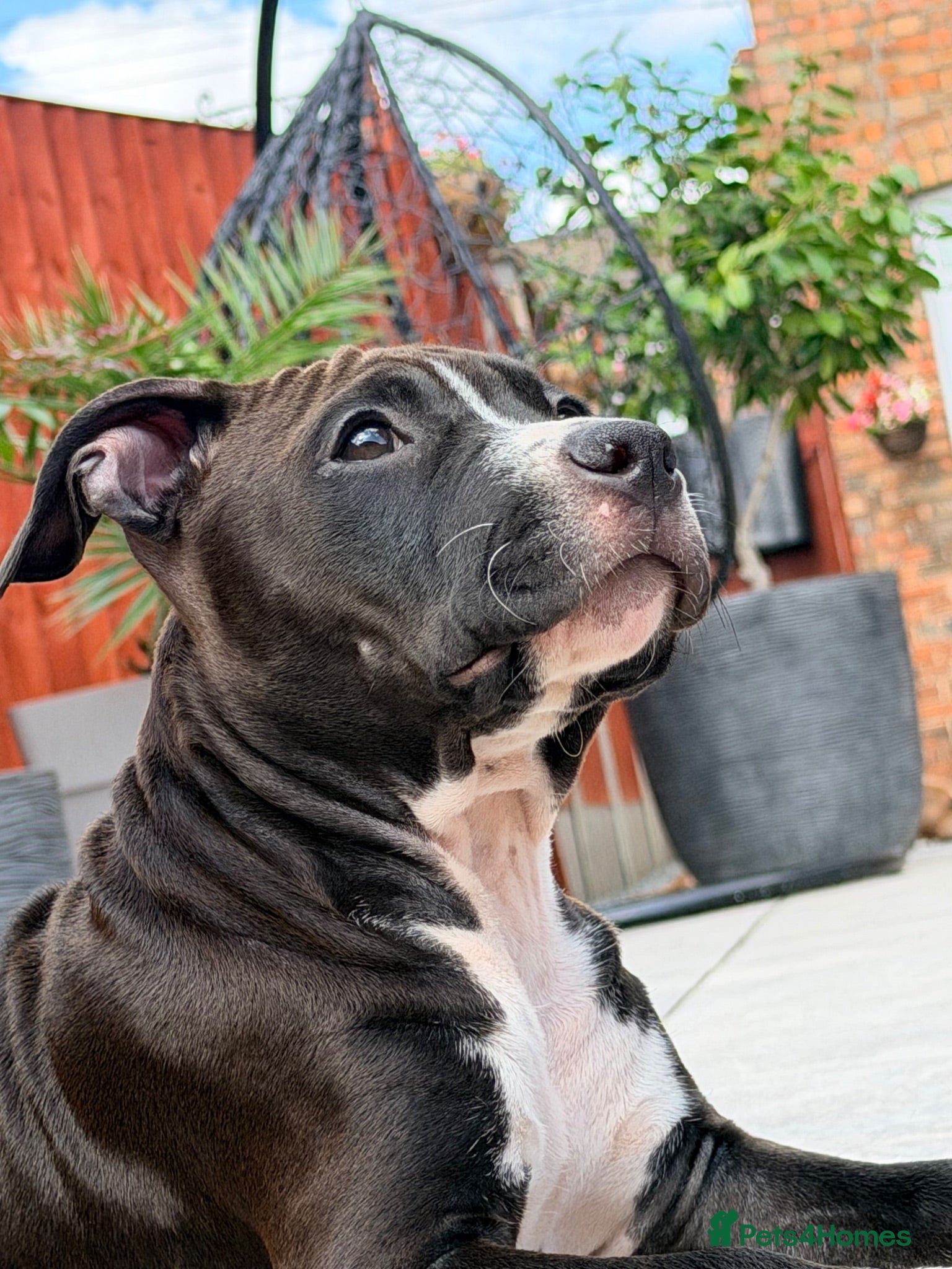 Staffordshire Bull Terrier dogs Only ONE female left!📣Staffordshire Bull Terrier - Advert 2