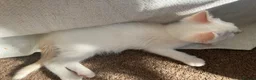 Ragdoll cats for sale: Gorgeous Ragdoll Kittens - Advert 15