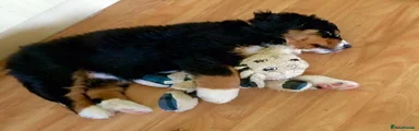 Bernese Mountain Dog 4