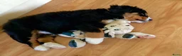 Bernese Mountain Dog dogs for sale: Choose with Care, Love for a Lifetime in Southampton - Advert 7