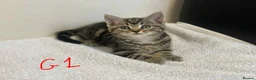 European cats for sale: Beautiful kittens for sale - Advert 7