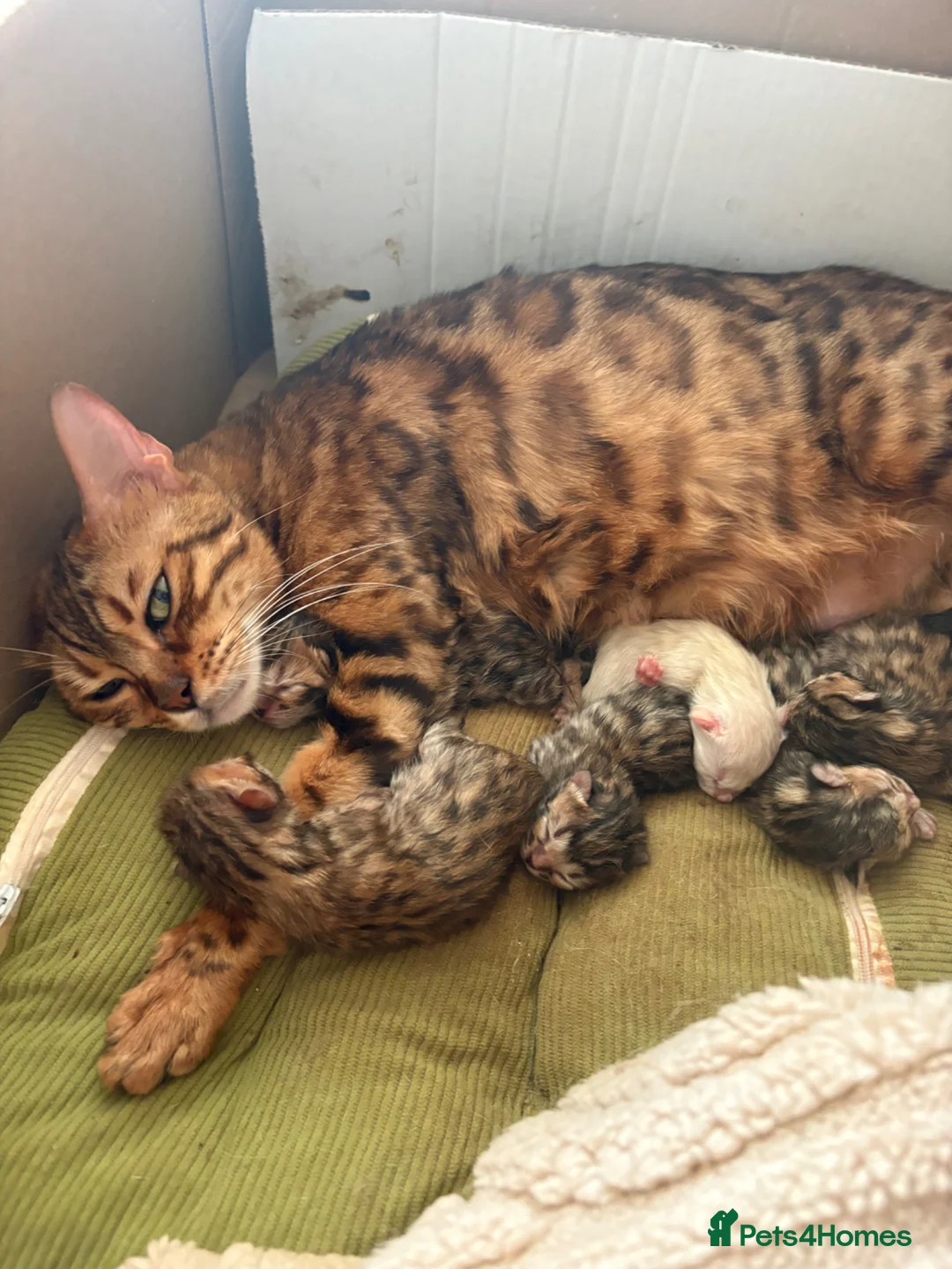 Bengal cats for sale: Pedigreed/registered bengal kittens - Advert 1
