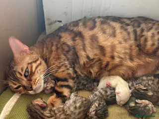 Bengal cats Pedigreed/registered bengal kittens - Advert 16