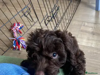 Cockapoo dogs AVAILABLE NOW - Female FI Cockapoo puppy - Advert 13