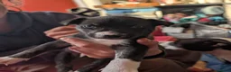 Mixed Breed dogs for sale: Puppies galore!! in Bristol - Advert 2