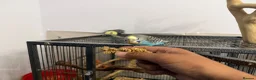Budgerigars birds for sale: Hand Tame Baby Budgies - Advert 17