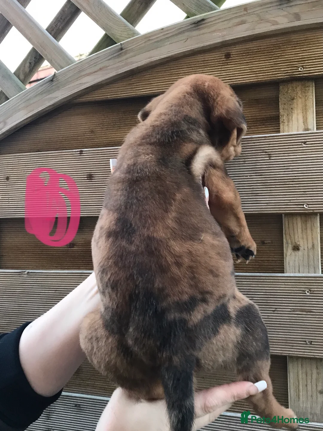 Mixed Breed dogs for sale: Bullweiller pups Merle  - Advert 25