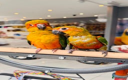 Parrots birds for sale: Parrots  - Image 19