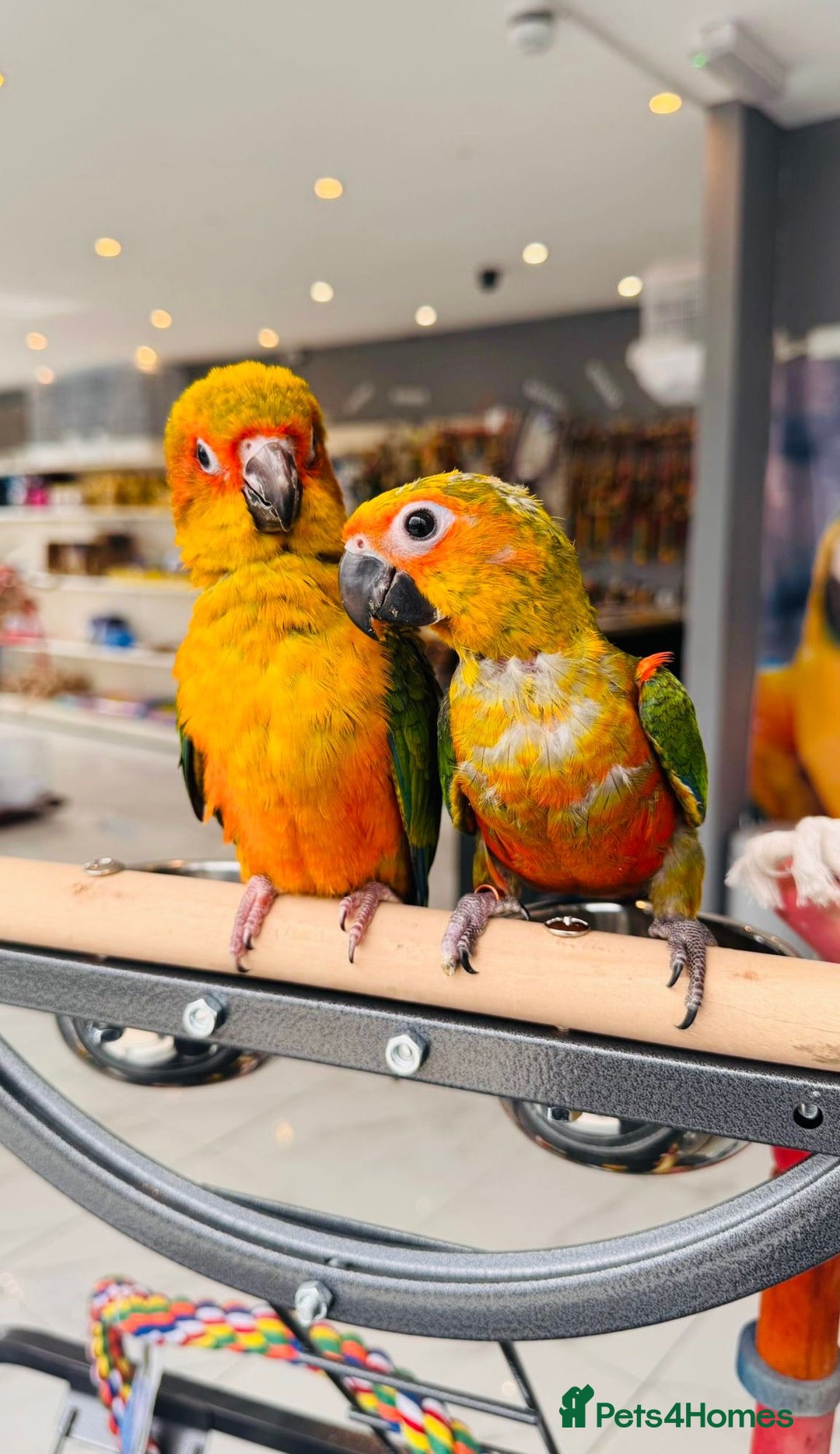 Parrots birds for sale: Parrots  - Image 19