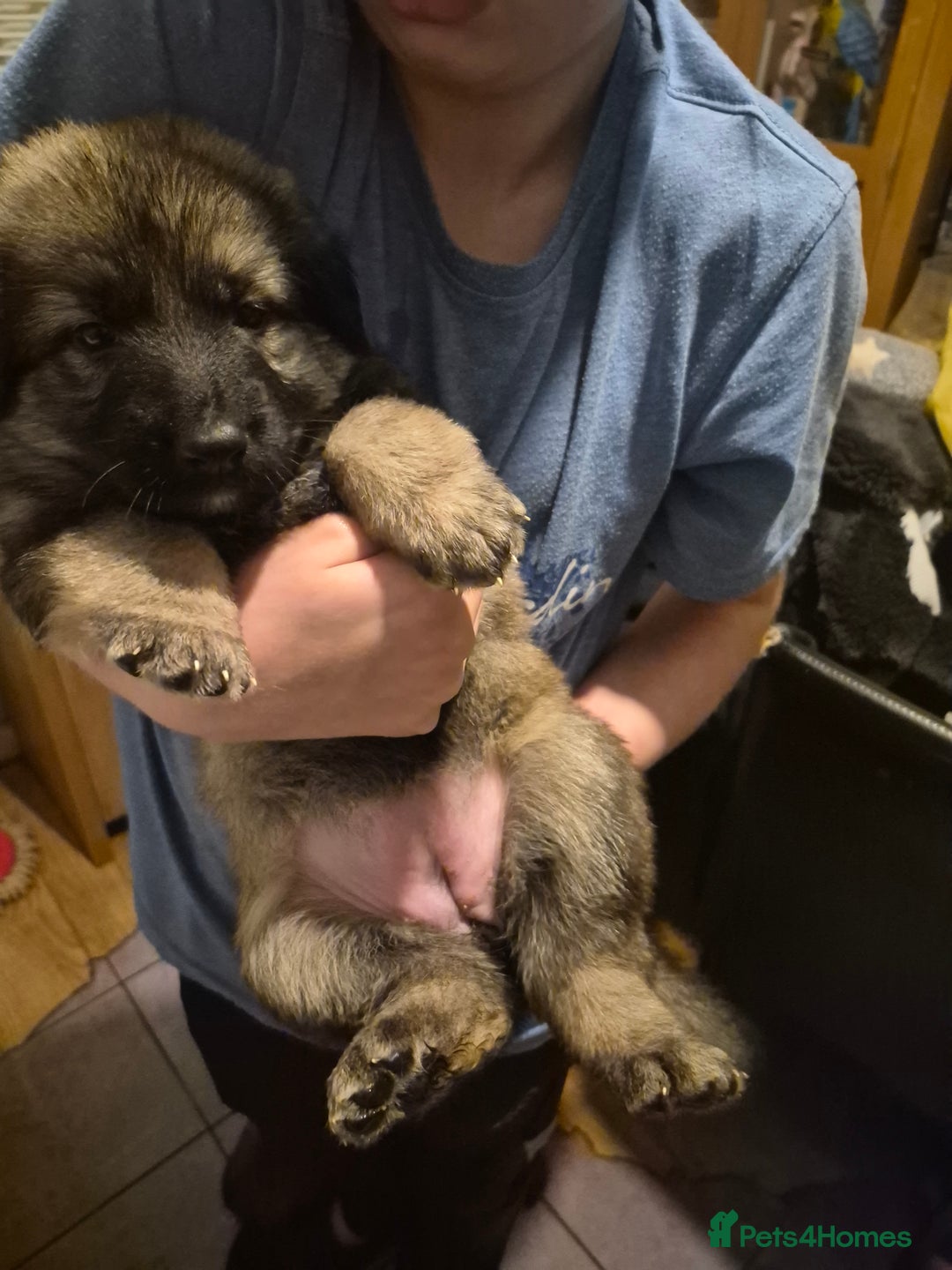 German Shepherd dogs for sale: 8 beautiful GSD puppies for sale  - Advert 22