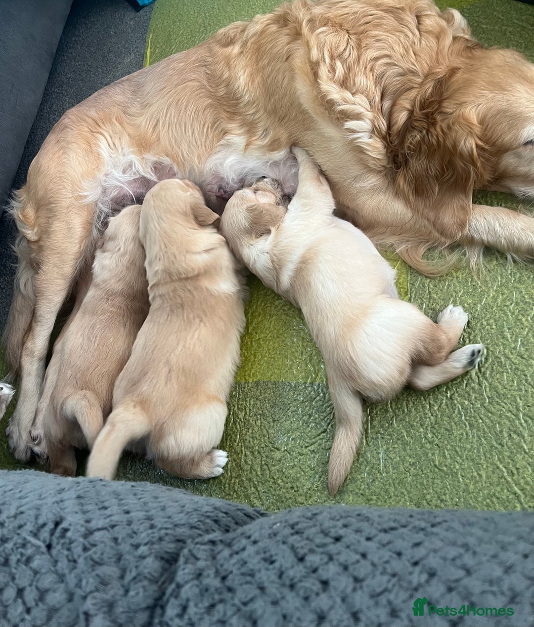 Golden Retriever dogs for sale: Golden retriever puppies - Image 21