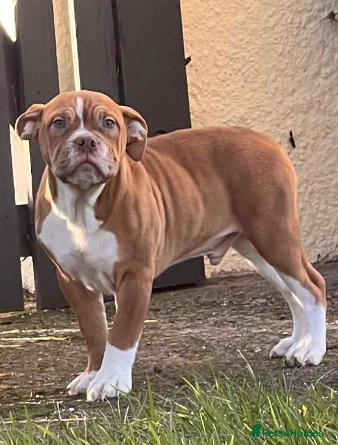 Mixed Breed dogs for sale: English bulldog x American bulldog pups  - Advert 1