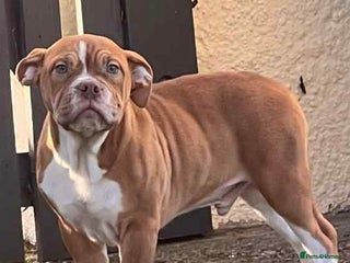 Mixed Breed dogs English bulldog x American bulldog pups - Advert 2