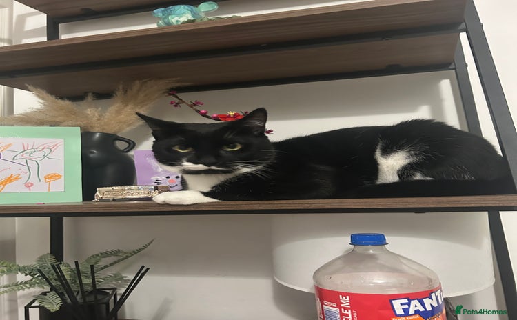 Domestic Shorthair cats - Advert 1