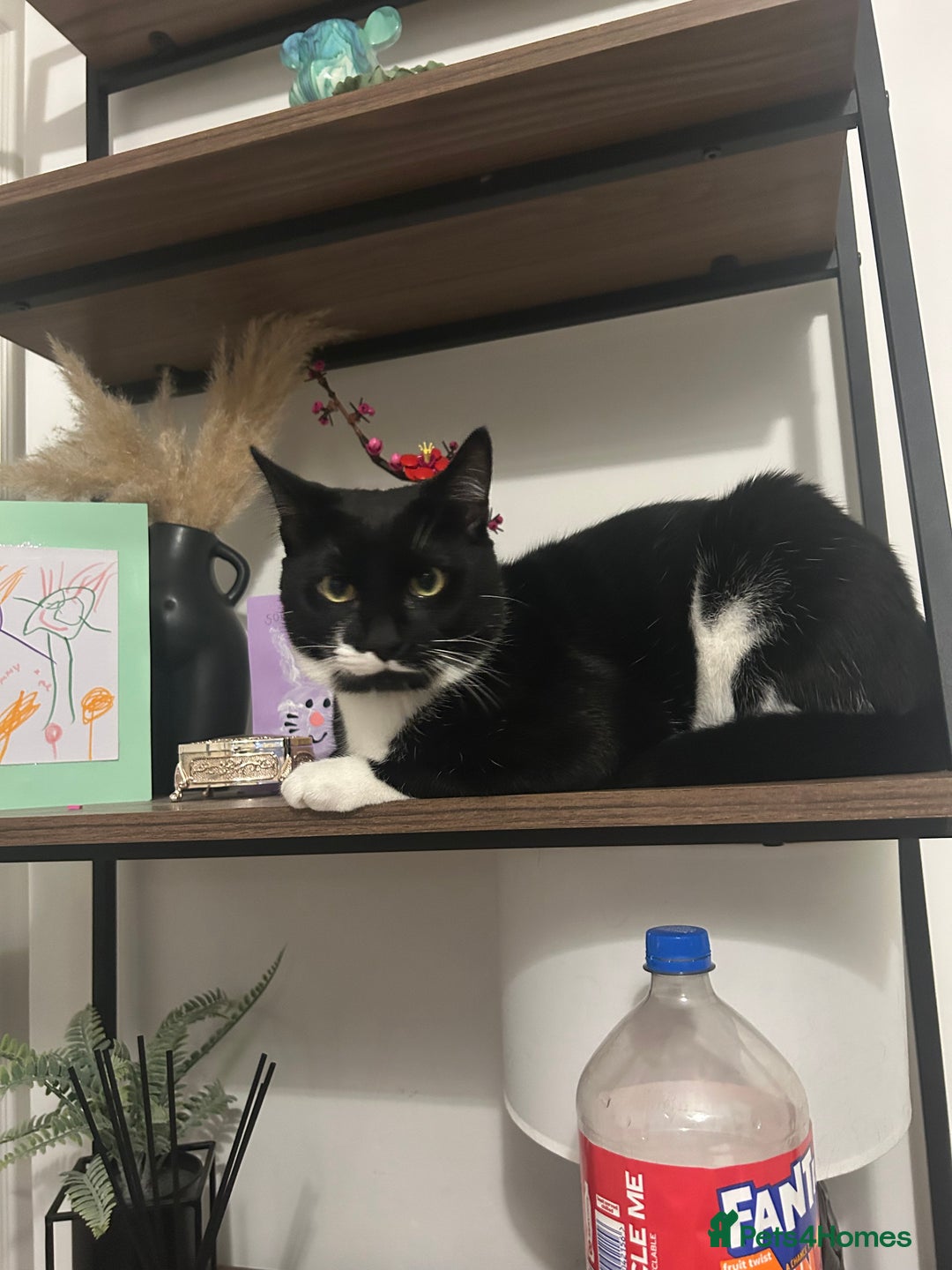 Domestic Shorthair cats for sale: Nearly 1 year old boy cat - Image 1