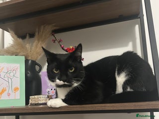 Domestic Shorthair cats - Advert 32