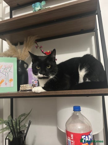 Domestic Shorthair cats - Advert 17