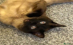 Siamese cats for sale: Ragdoll x Siamese cat - Advert 3