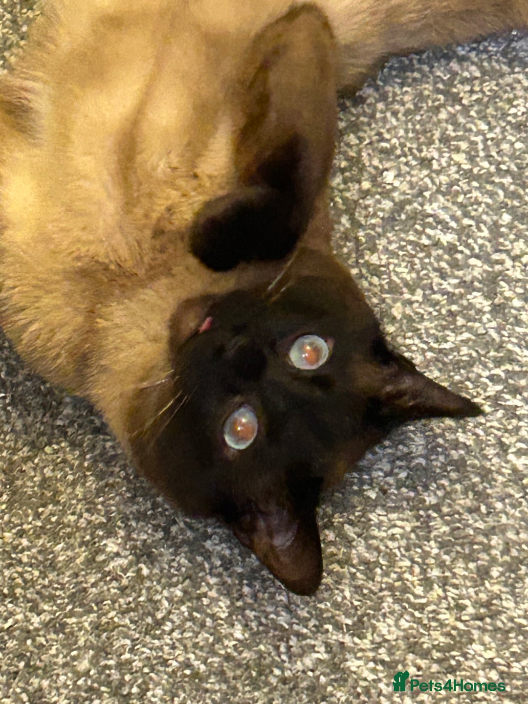 Siamese cats for sale: Ragdoll x Siamese cat - Advert 3