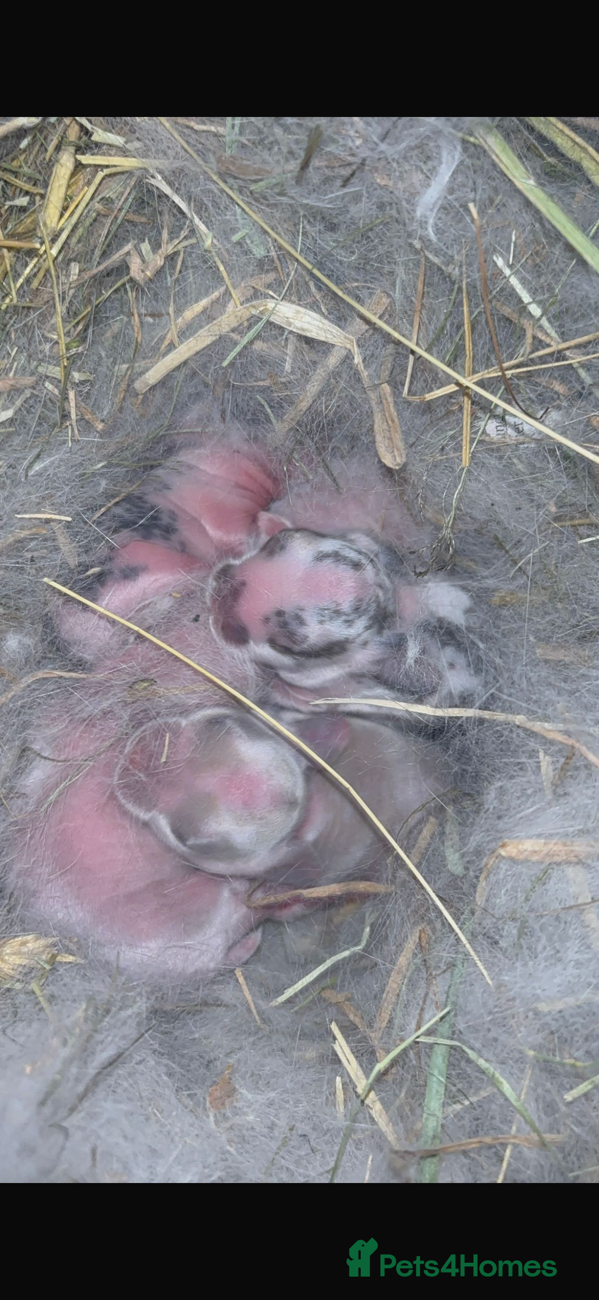 Mini Lop rabbits Mini Lop Butterfly new born bunnies  - Advert 1